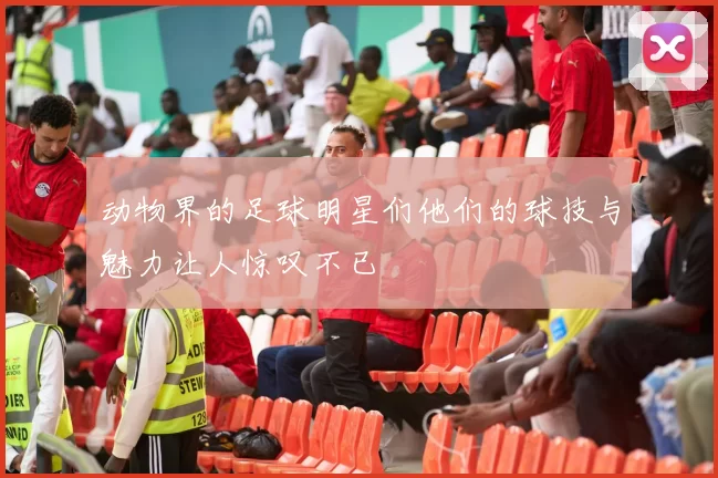 动物界的足球明星们他们的球技与魅力让人惊叹不已